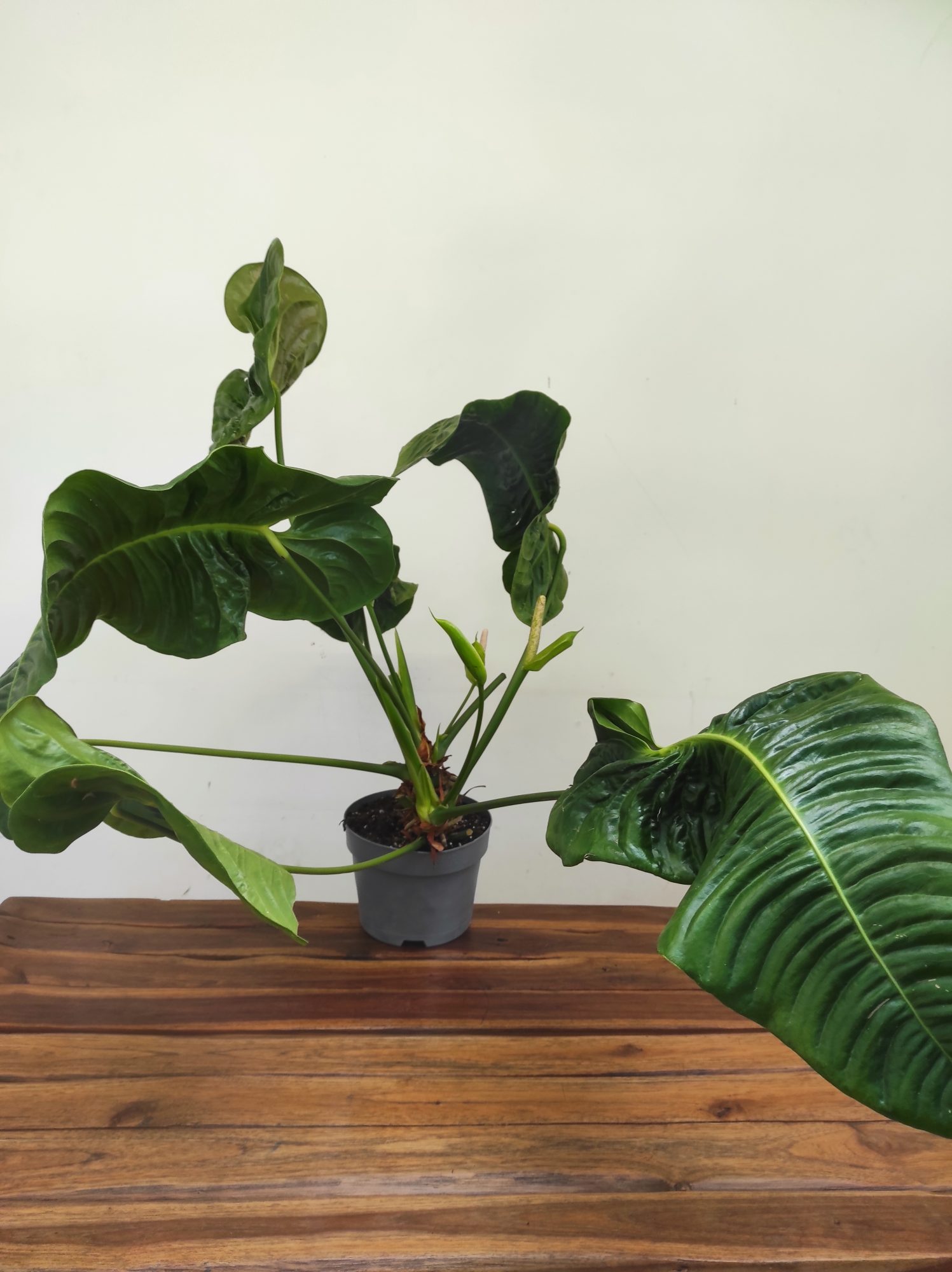 Anthurium Veitchii Xxl - Image 2