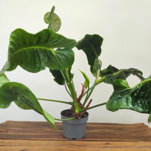 Anthurium Veitchii Xxl