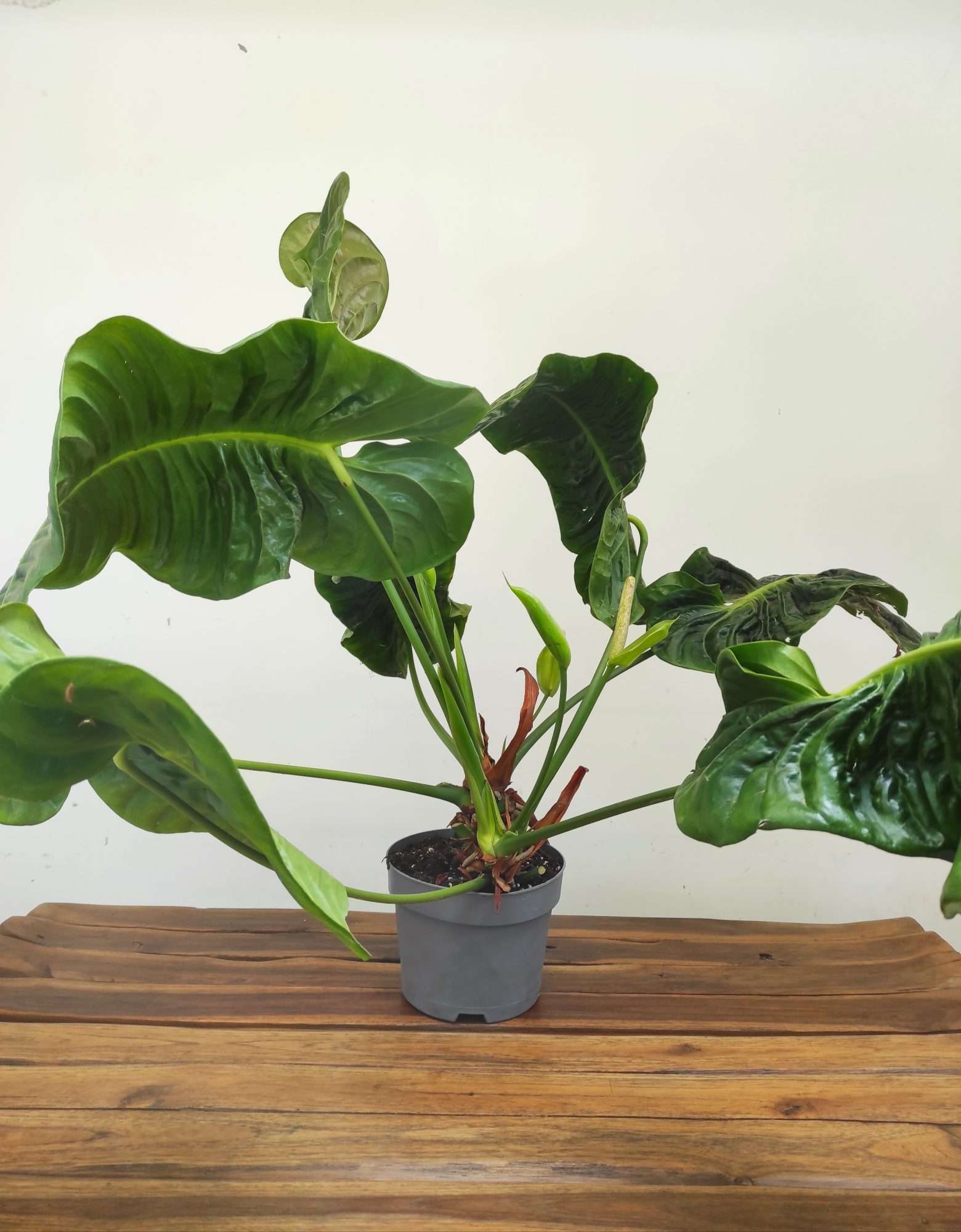 Anthurium Veitchii Xxl