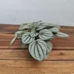 Peperomia Mistique