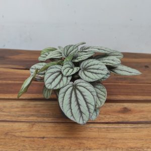 Peperomia Mistique