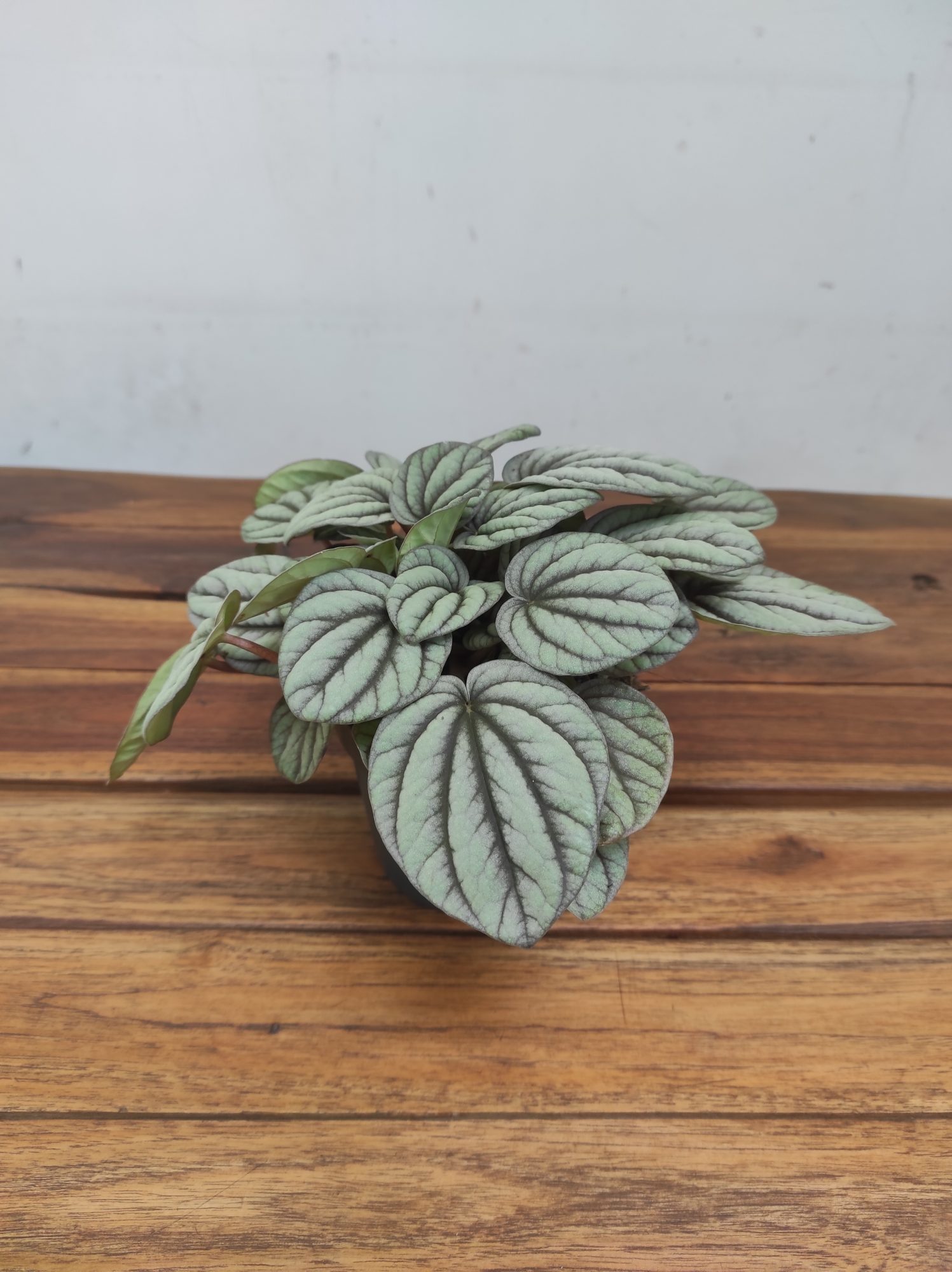 Peperomia Mistique