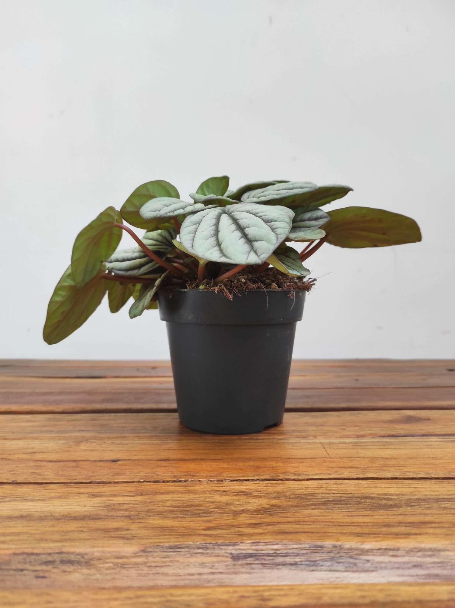 Peperomia Mistique - Image 2