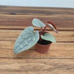 Anthurium 'Luxurians'