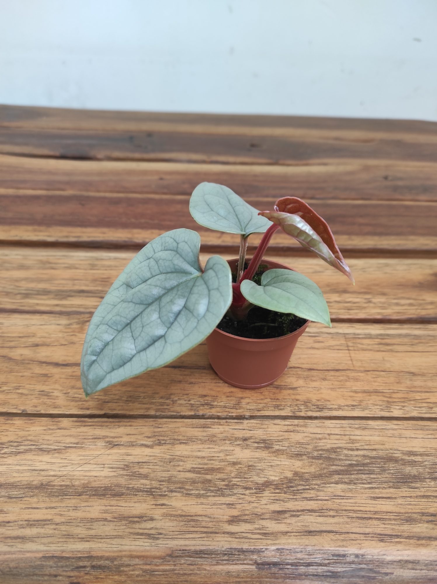 Anthurium 'Luxurians'