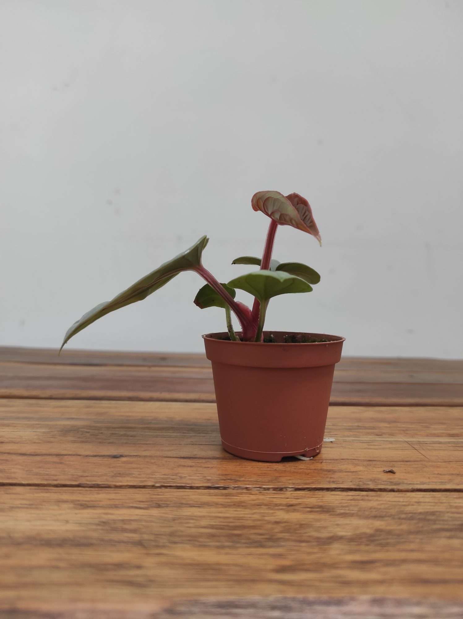 Anthurium 'Luxurians' - Image 2