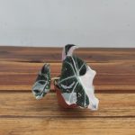 Alocasia Black Velvet Pink Varigata