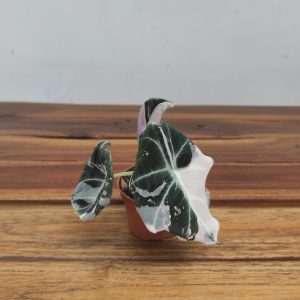 Alocasia Black Velvet Pink Varigata