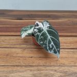 Alocasia Black Velvet Pink Varigata