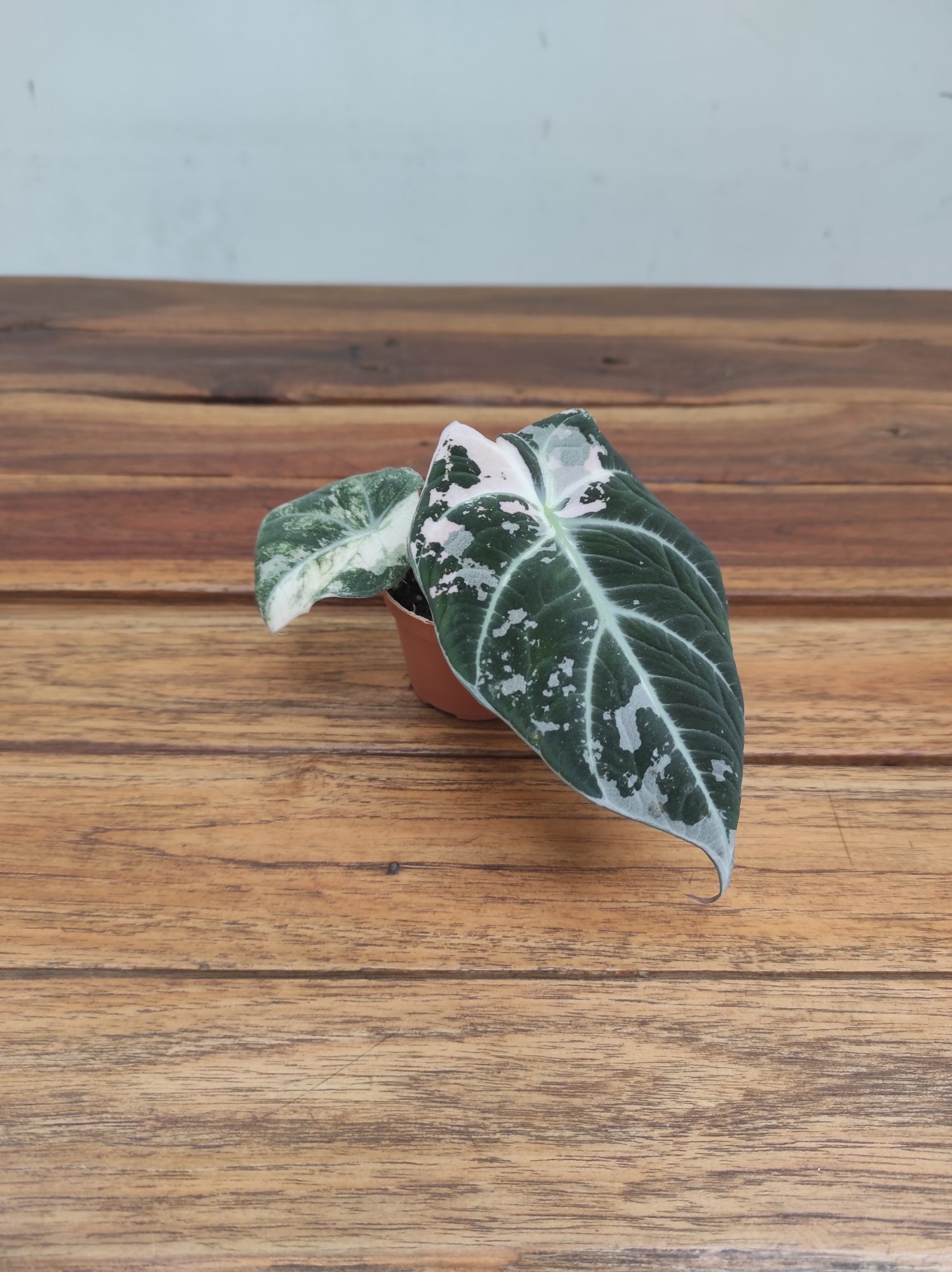Alocasia Black Velvet Pink Varigata