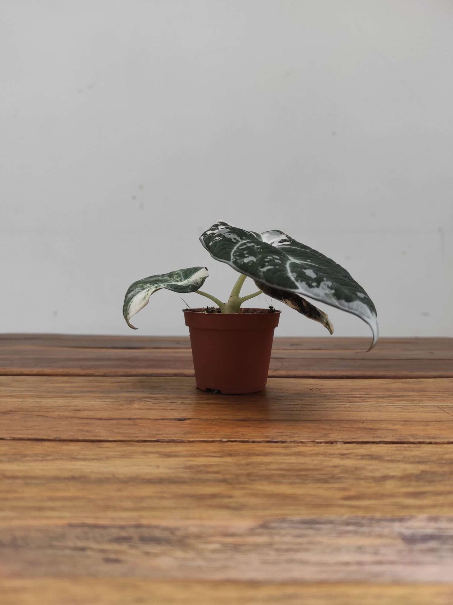 Alocasia Black Velvet Pink Varigata - Image 2