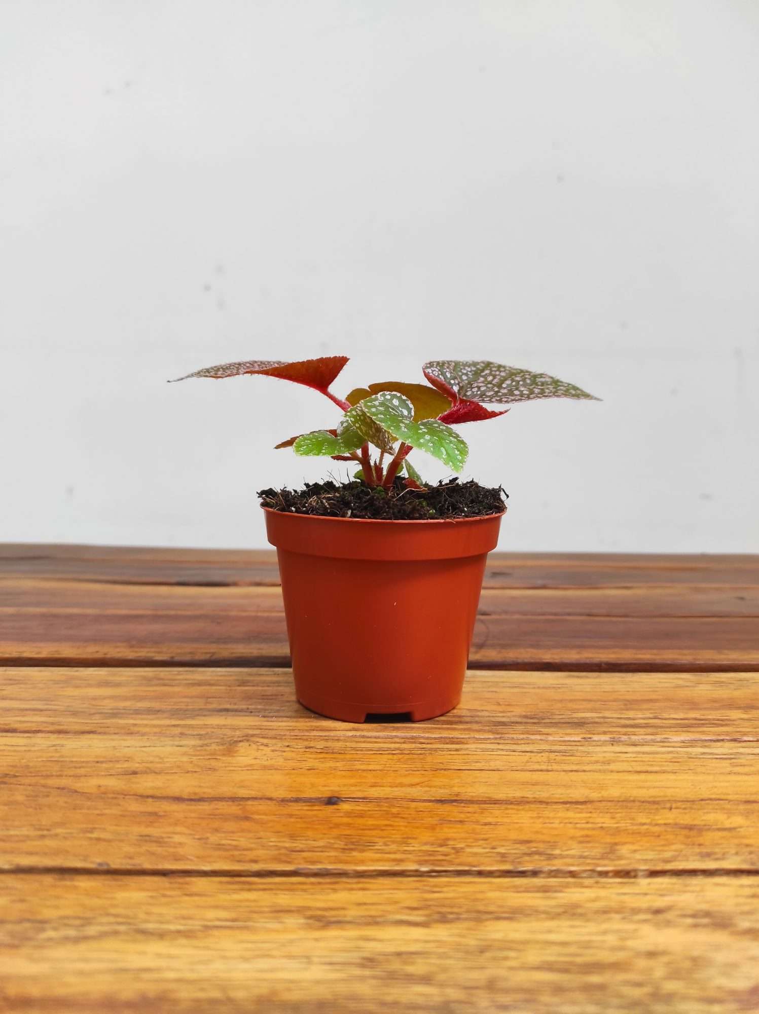 Begonia 'Morris' - Image 2