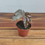 Begonia 'Sumatra'