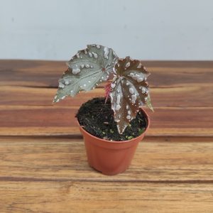 Begonia 'Sumatra'