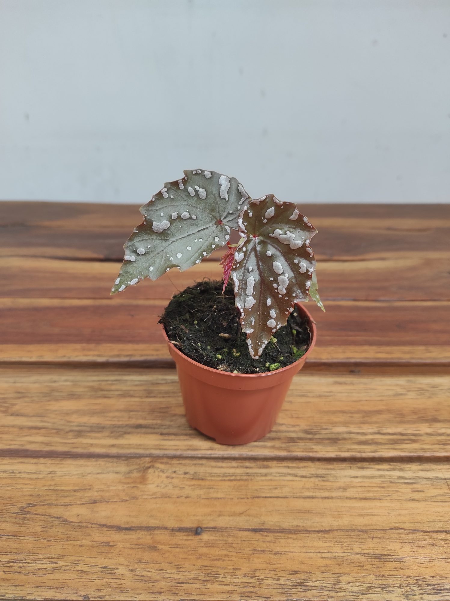 Begonia 'Sumatra'