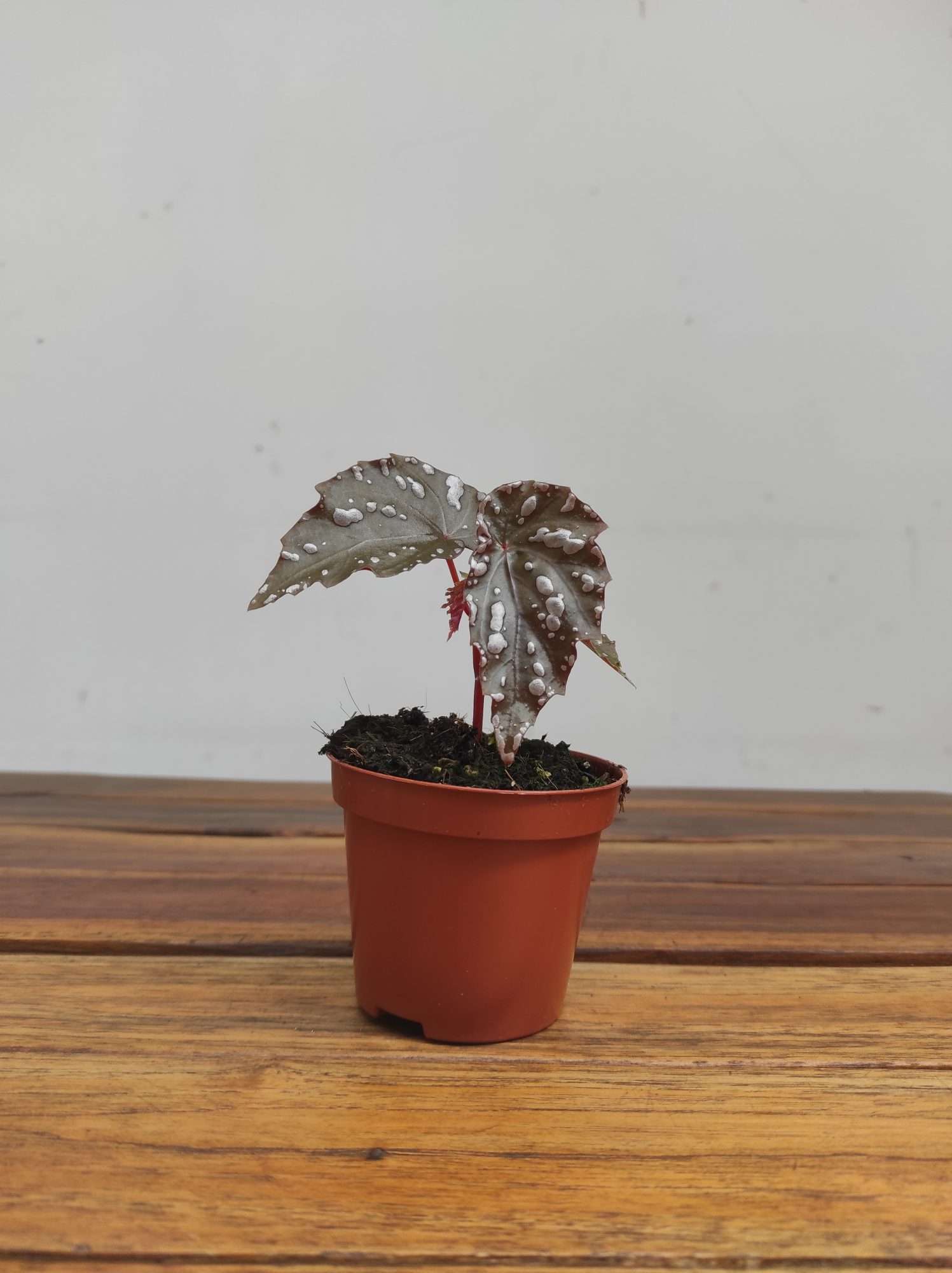 Begonia 'Sumatra' - Image 2