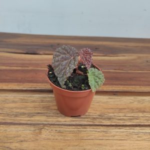 Begonia 'Black Mountain'