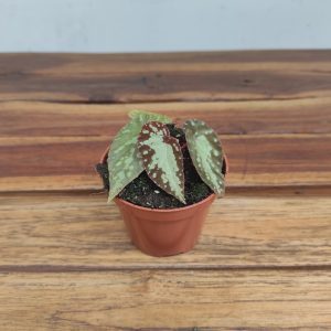 Begonia 'Sylver Moon'