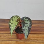 Begonia 'Lucifer'