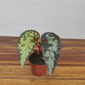 Begonia 'Lucifer'