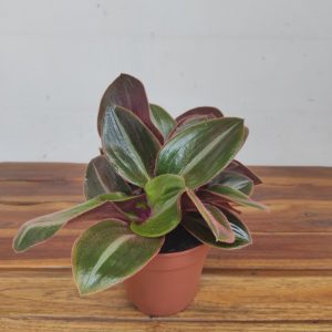 Tradescantia Siderasis Fuscata