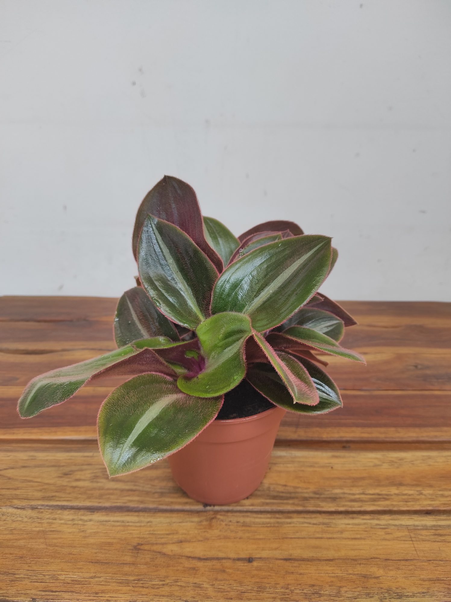 Tradescantia Siderasis Fuscata