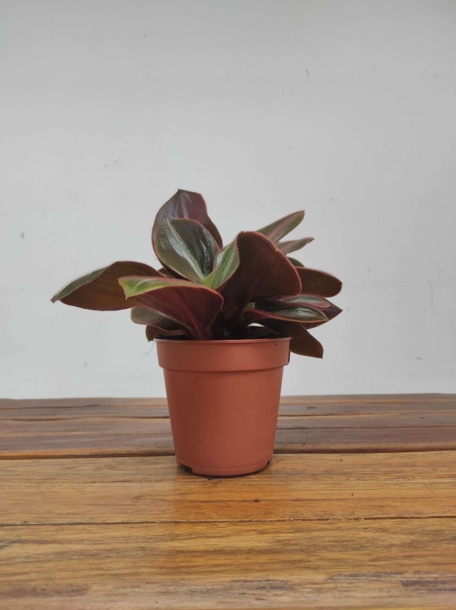 Tradescantia Siderasis Fuscata - Image 2