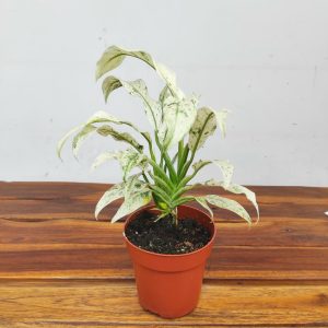 Rhaphidophora Puberula Variegata