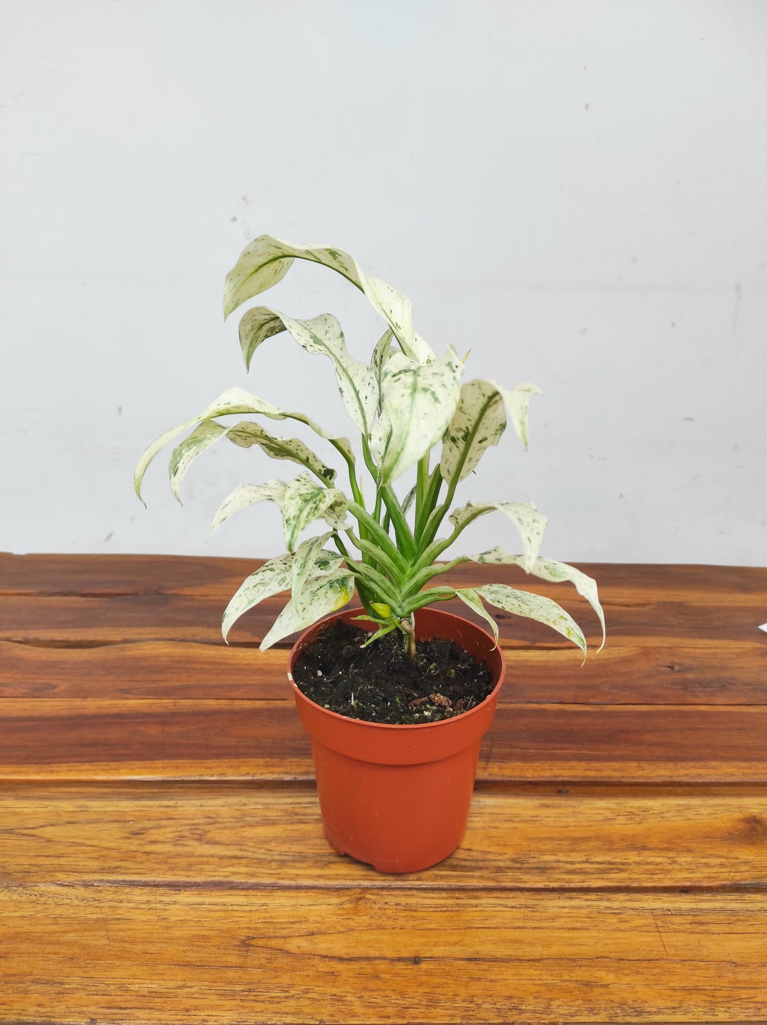 Rhaphidophora Puberula Variegata