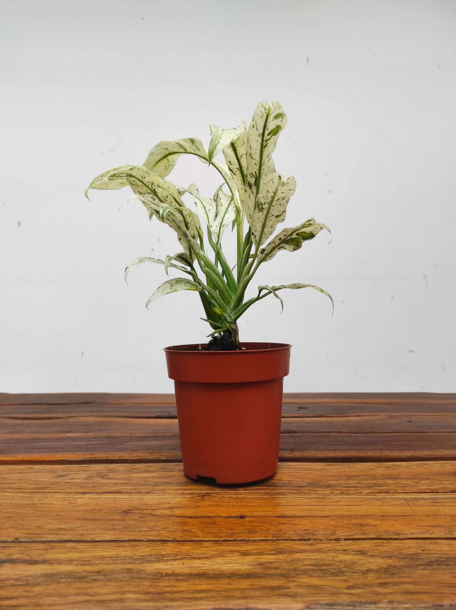 Rhaphidophora Puberula Variegata - Image 2