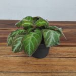 Gloxinella Lindeniana