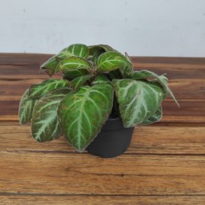 Gloxinella Lindeniana