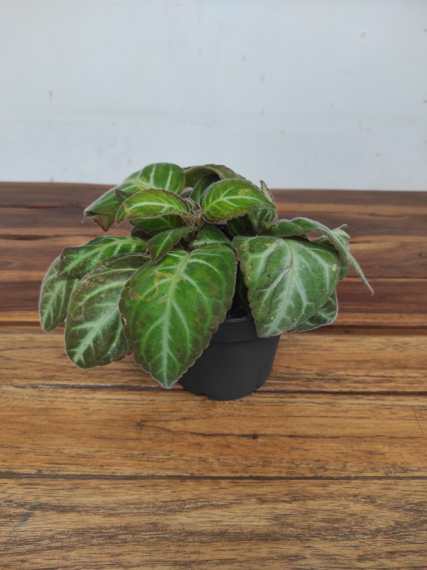 Gloxinella Lindeniana