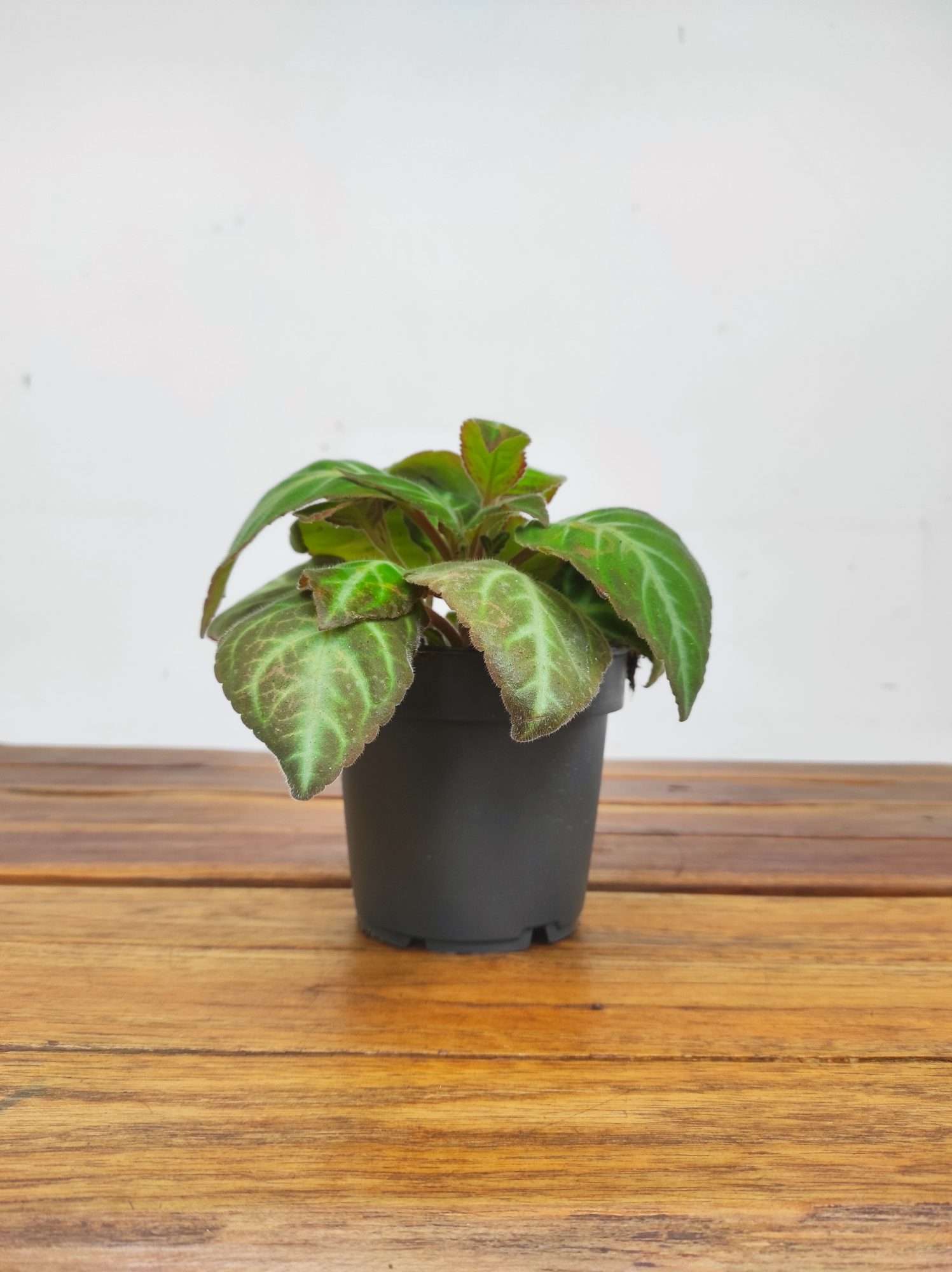 Gloxinella Lindeniana - Image 2