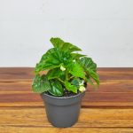 Begonia Kermit