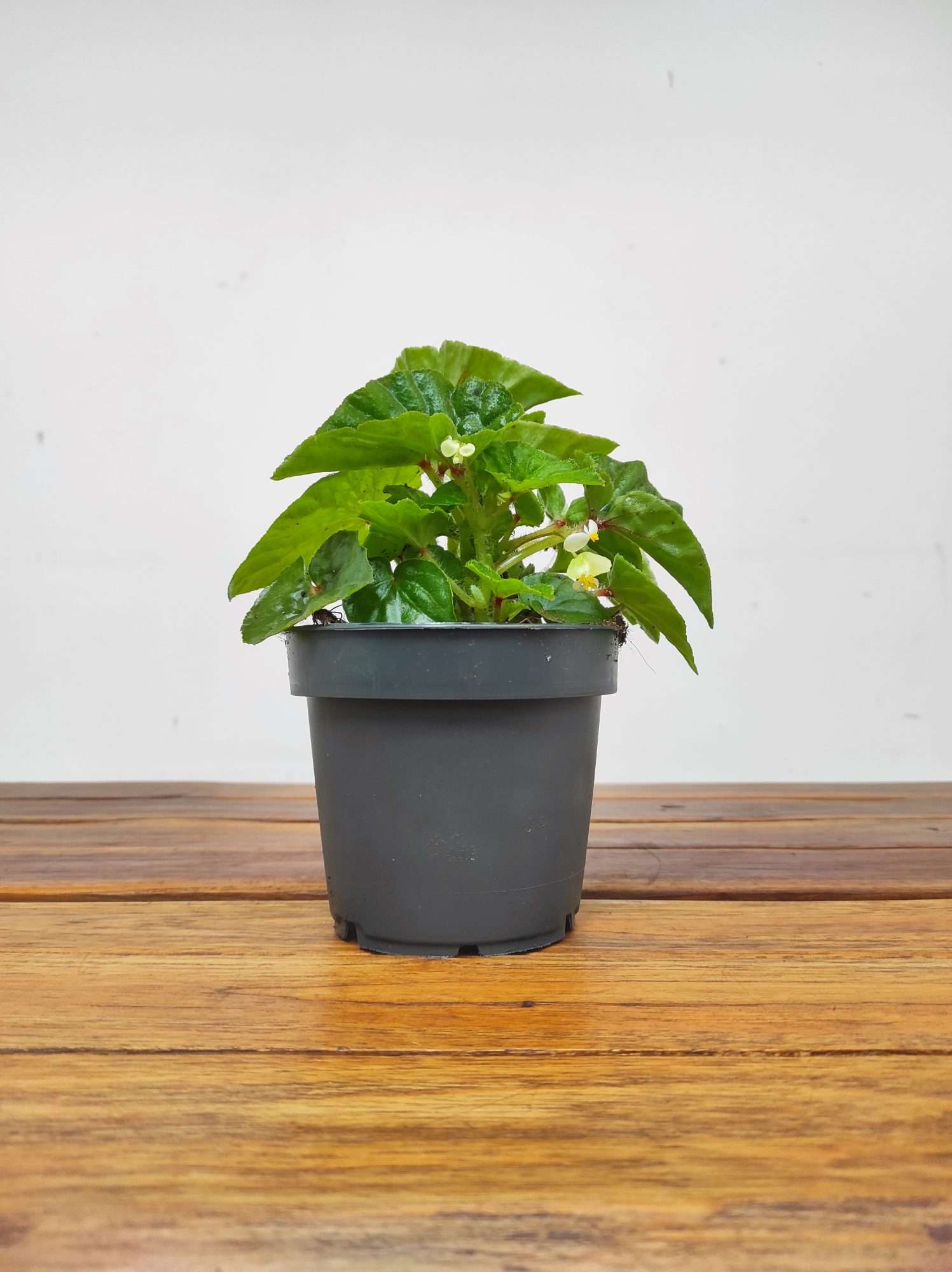 Begonia Kermit - Image 2