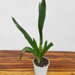 Oncidium Barrocco Bronze - Sem Flor