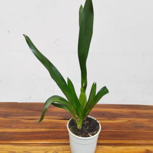 Oncidium Barrocco Bronze - Sem Flor