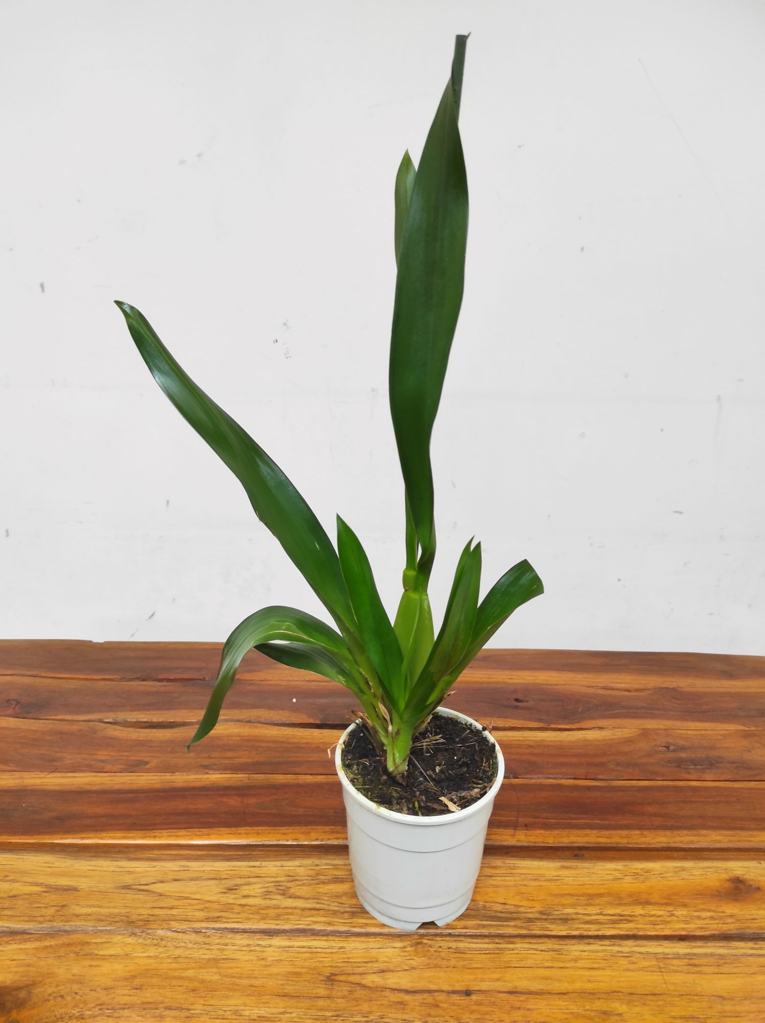 Oncidium Barrocco Bronze - Sem Flor