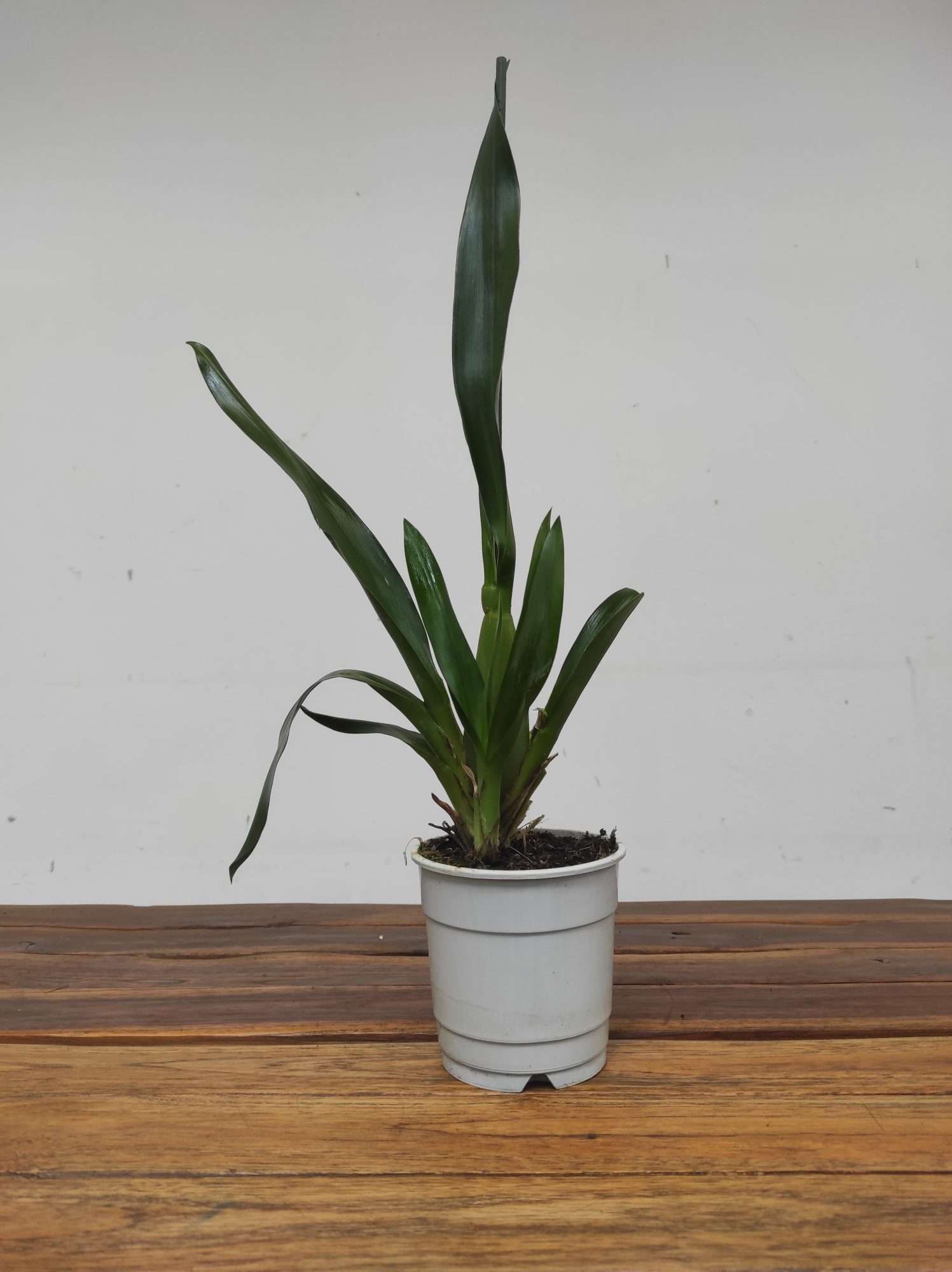 Oncidium Barrocco Bronze - Sem Flor - Image 2