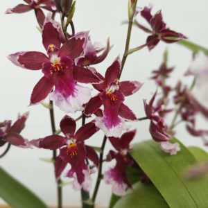 Burrageara Barrocco 'Red'