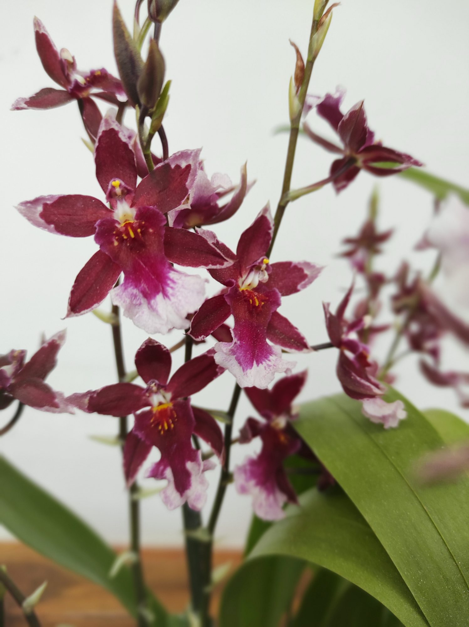 Burrageara Barrocco 'Red'