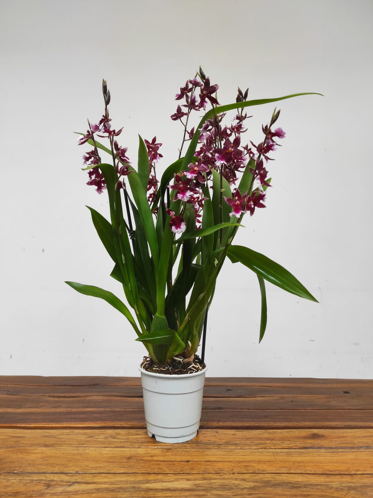 Burrageara Barrocco 'Red' - Image 2