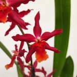 Odontonia 'Chayenne 5'