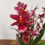 Oncidium 'Mariechen'