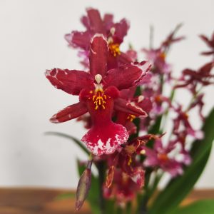 Oncidium 'Mariechen'