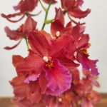 Oncidium Vuylstekeara 'Gaby'