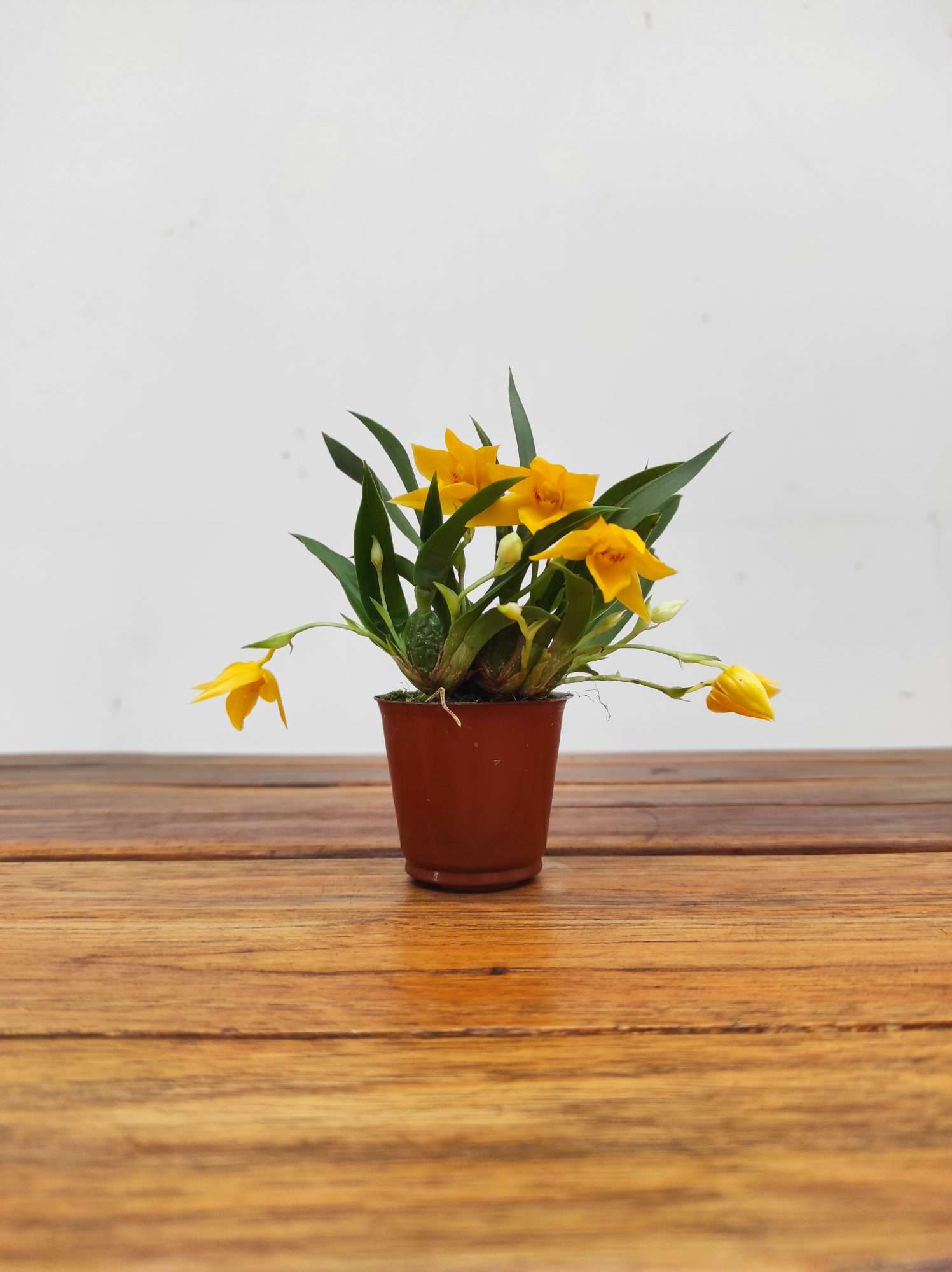 Promenaea V.6 - Image 2