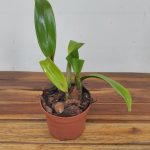 Catt. Rlc. Hua Young Golg 'Hua Young'