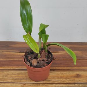 Catt. Rlc. Hua Young Golg 'Hua Young'